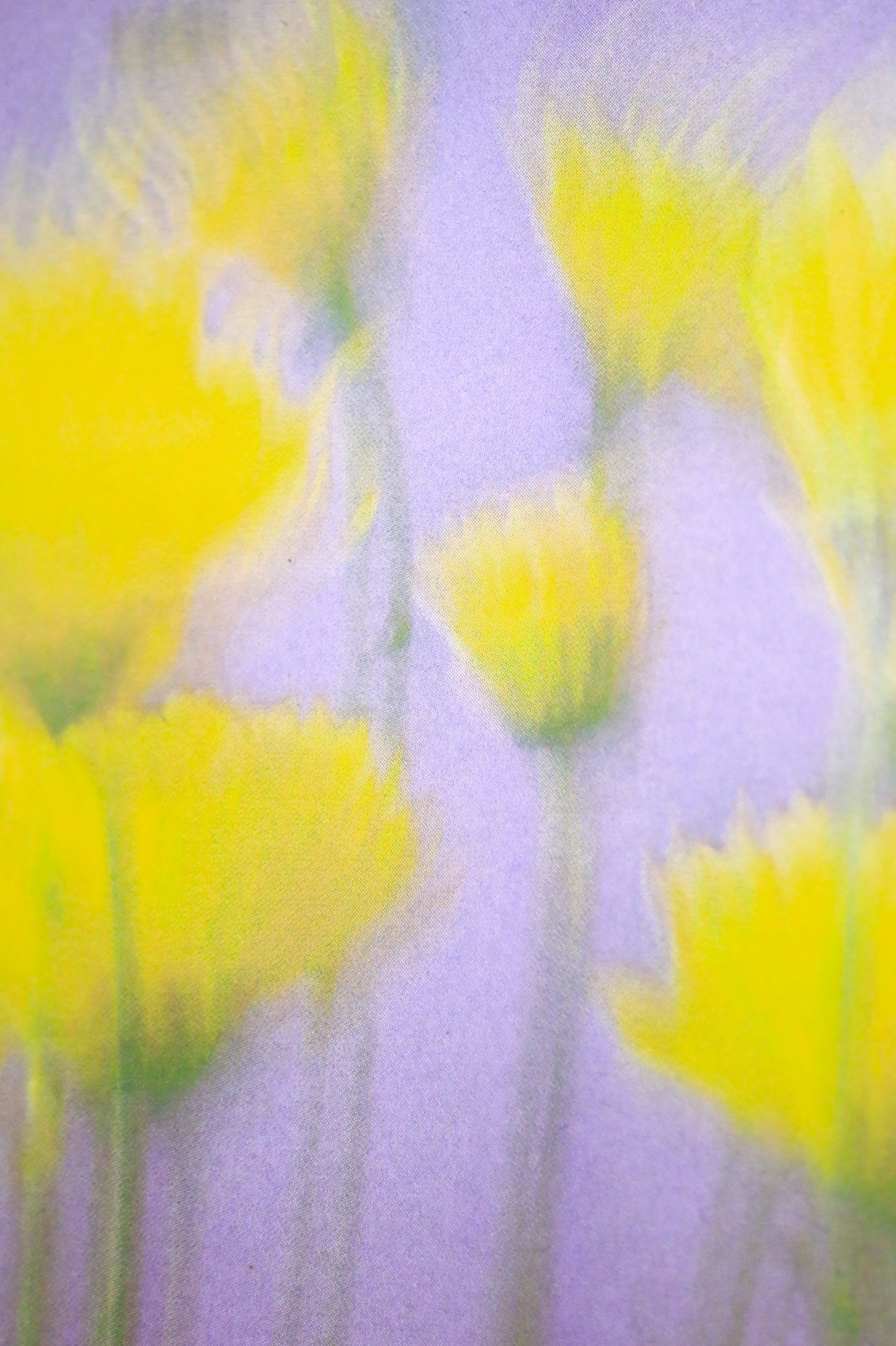 tulipan1