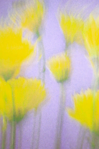 tulipan1